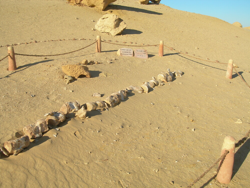 site_1186_0003-1000-750-20151104170812 - Wadi El Hitan – Whale Valley