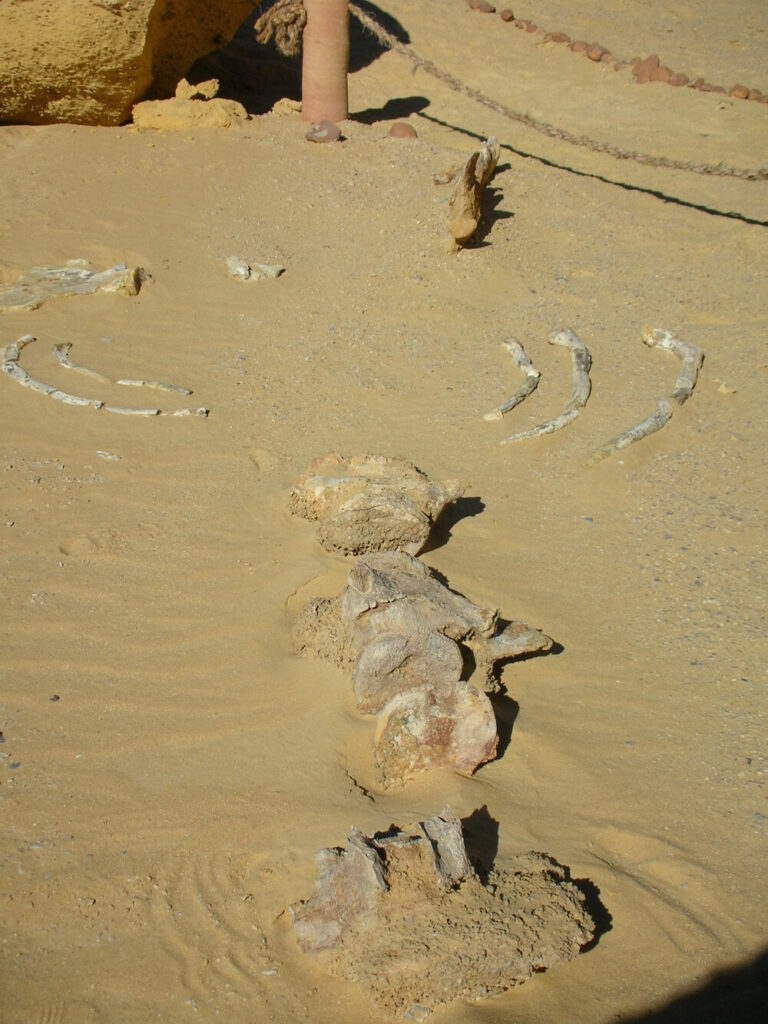 site_1186_0008-1000-1333-20151104170815 - Wadi El Hitan – Whale Valley