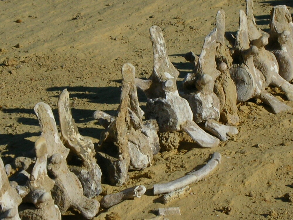 site_1186_0010-1000-750-20151104170817 - Wadi El Hitan – Whale Valley